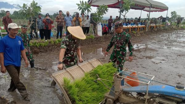 Dukung Swasembada Pangan, Kodim 0807 Tulungagung Percepat Tanam Padi