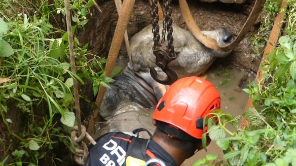 Dramatis! Sapi 400 Kilogram Tercebur Kolam, Proses Evakuasi Berlangsung Menegangkan