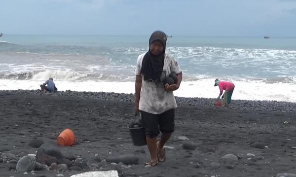 Buruh Batu Pantai Bambang: Antara Rezeki dan Ancaman Ombak Besar