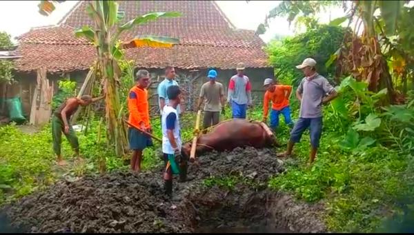 Peternak di Bojonegoro Menjerit Sapi Mati Terpapar PMK, Pemkab Bisa Apa?