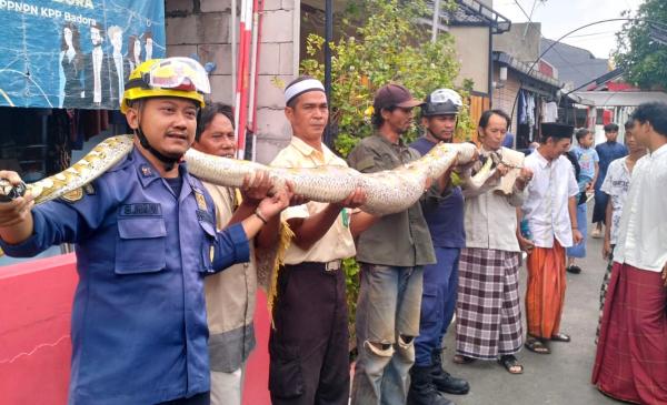 Geger! Ular Sanca Raksasa Ditemukan di Depok, Tim Damkar Turun Tangan