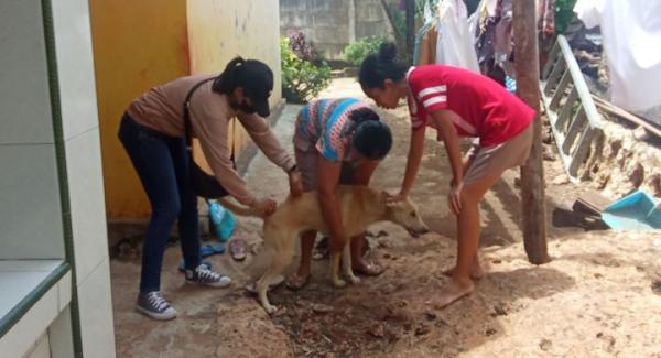 Suntik Vaksin Anti Rabies Gratis bagi Anjing Peliharaan Warga