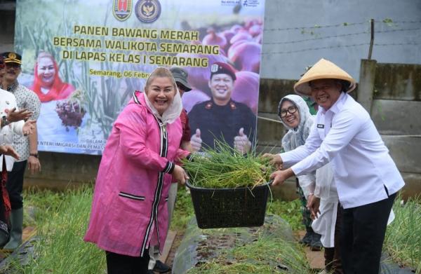 Bersama Warga Binaan Lapas, Mbak Ita Panen Bawang Varietas Bima Brebes