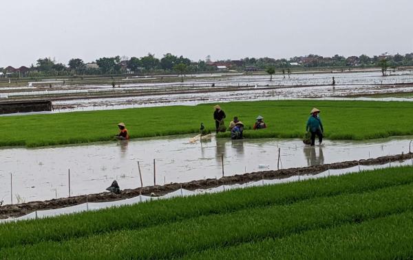 Ratusan Hektare Sawah di Kudus Alami Puso Akibat Banjir