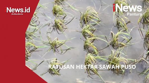 VIDEO - 279 Hektare Tanaman Padi di Kendal Gagal Panen