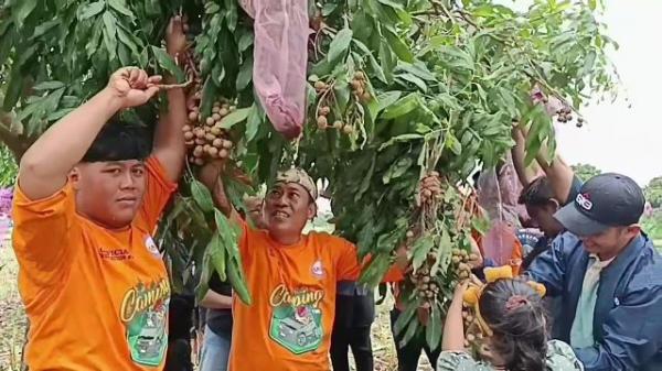 Serunya Wisata Petik Buah Kelengkeng Langsung Dari Pohonnya di Tuban