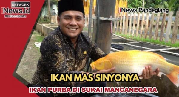 Bukan Ikan Mas Biasa, Ikan Mas Sinyonya dari Banten Mendunia!