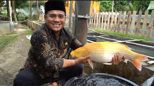 Wow! Ikan Mas Unik di Pandeglang Ini Dibanderol Rp10 Juta per Ekor!