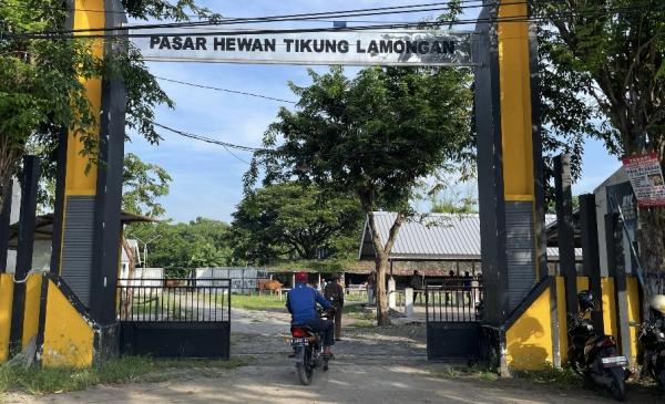 Pasar Hewan Kecamatan Tikung Kembali Dibuka, Pedagang Mulai Berdatangan Meski Masih Sepi