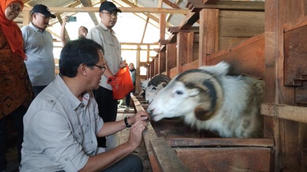 Jaro Farm, Dari Penambang Emas Liar Sukses Bertransformasi Menjadi Pertenak Domba Garut