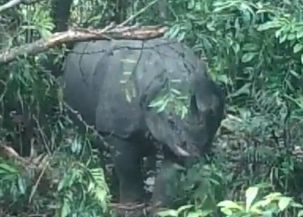 WOW! Keindahan Ujung Kulon yang Jarang Diketahui, Habitat Badak Jawa Ternyata Begini