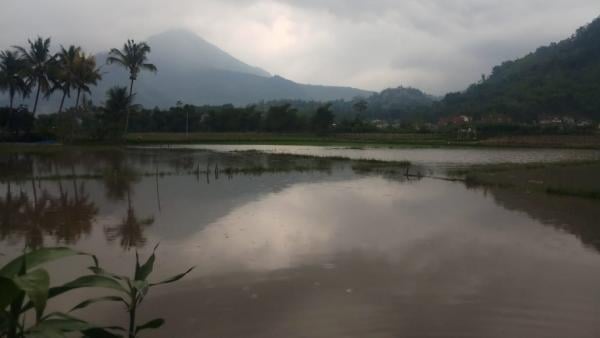 Pemukiman Warga dan Lahan Pertanian Terdampak Banjir di Banyuresmi