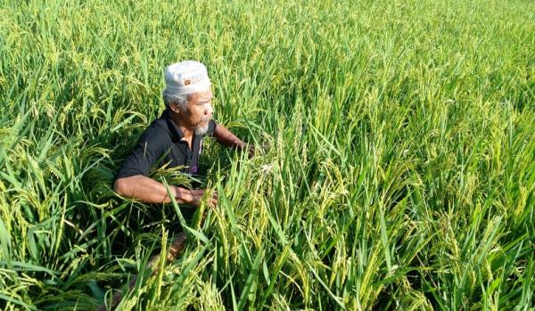 Kisah Mang Endu, Petani Sukses Swasembada Pangan Tak Tergantung Pupuk Bersubsidi, Semua Bahan Alami