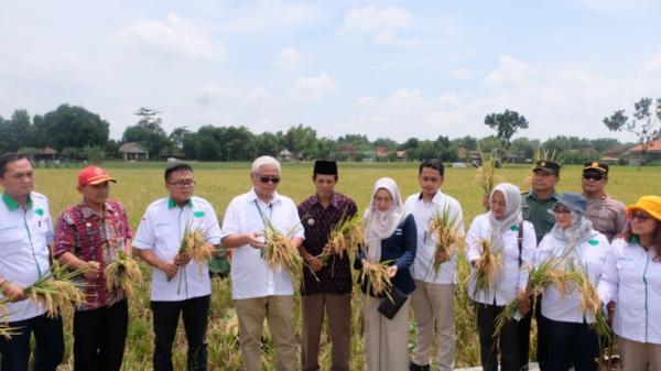 BULOG Gelar Sosialisasi Penyerapan Gabah di Sragen, Petani Dapat Kepastian Harga