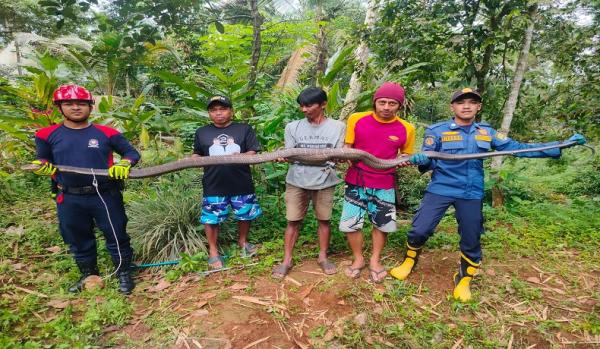 Sempat Melintas di Rumah Warga, Ular King Kobra Berhasil Ditangkap Petugas Damkar Ciamis