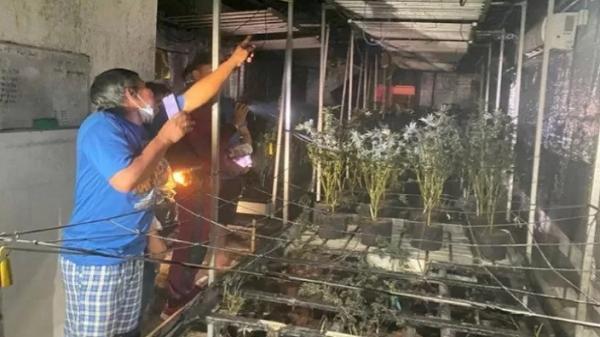 Kocak! Kebun Ganja Terbakar Terbakar Bikin Warga Satu Kampung Mabuk Tertawa Terbahak-bahak