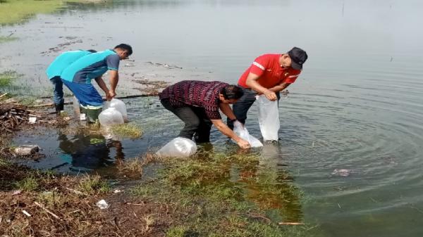 PT BPR BKK Karangmalang Tebar 150 Ribu Benih Ikan Nila untuk Pelestarian Lingkungan