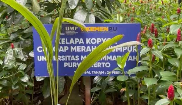 Kelapa Kopyor Inovasi UMP Ditanam di Kementerian PU RI