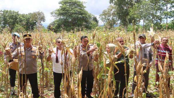 Polres TTS Gelar Panen Raya Jagung Sebagai Dukungan Asta Cita