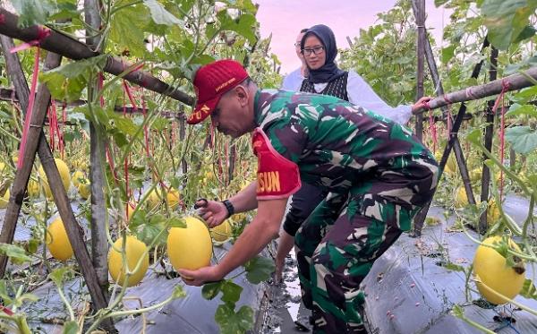 Kepala Sub Garnisun Cilegon Kunjungi dan Apresiasi Kerja Keras Mulyadi Sang Petani Melon