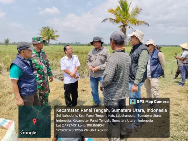 Sejahterakan Petani, Bulog Serap 500 Ton Gabah Padi di Labuhanbatu