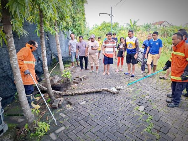 Menegangkan! Warga Gresik Temukan Ular Bersembunyi di  Panci Dapur