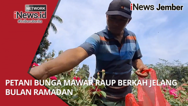 Petani Bunga Mawar Raup Berkah Jelang Bulan Ramadan