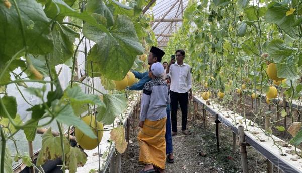 Sensasi Wisata Petik Melon di Lamongan, Ngabuburit Seru Sambil Pilih Buah Segar untuk Berbuka