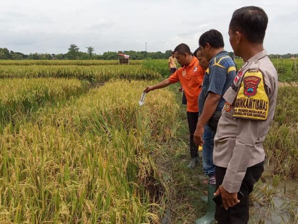 Innalillahi, Seorang Petani di Pulokulon Ditemukan Meninggal di Sawah, Ini Penjelasan Polisi