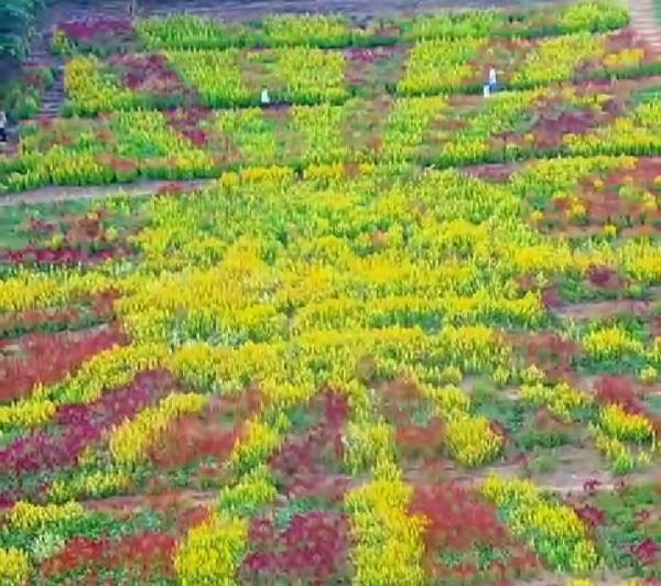 Taman Bunga di Pekon Mataram Viral, Telaga Gupit Butuh Perhatian