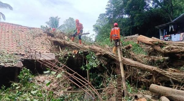 3 Rumah Tertimpa Pohon Tumbang, Wabup Kuningan Salurkan Bantuan