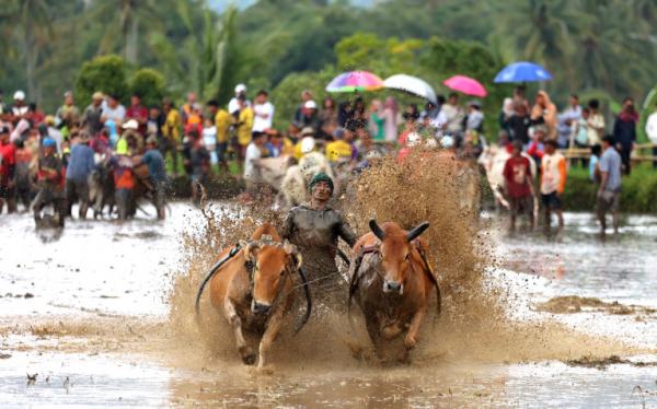 Libur Lebaran Ratusan Wisatawan Saksikan Ajang Pacu Jawi