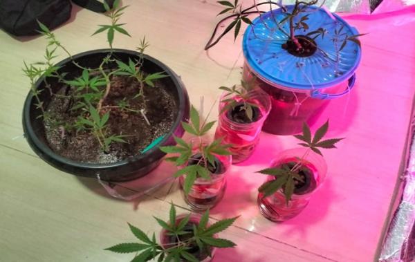 Tanam Ganja di Kamar, Mahasiswa asal Tambun Bekasi Diringkus Polisi