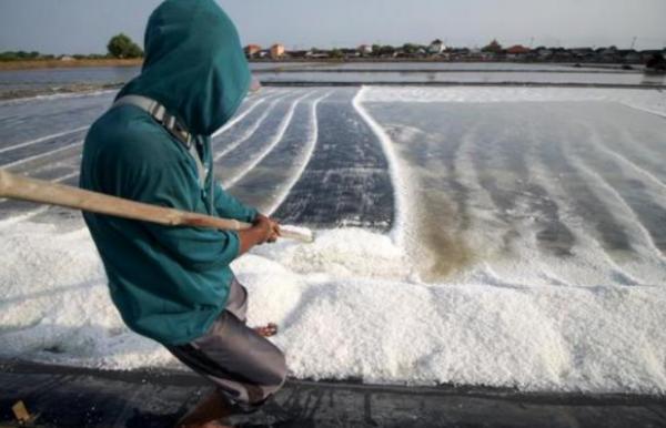 Petani Garam Lokal Teriak! Garam Impor Diduga Disalahgunakan untuk Konsumsi, Ini Kata ASPROGALIN Petani Garam Lokal Teriak! Garam Impor Diduga Disalahgunakan untuk Konsumsi, Ini Kata ASPROGALIN