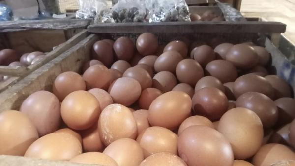 Harga Telur di Pasar Singaparna Tasikmalaya Merosot, Peternak Kebanjiran Stok, Pedagang Bingung Jual