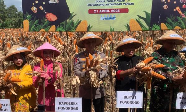 Panen Raya Jagung Varietas Bhayangkara Polres Ponorogo, Ini Keunggulan