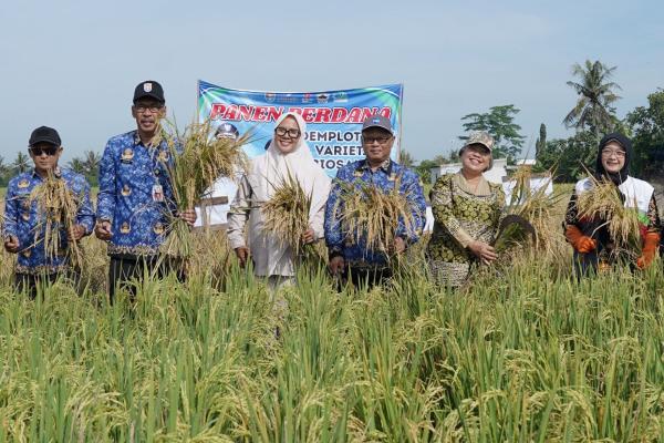 Sukses Uji Coba Padi Biosalin, SIG dan Pemkab Cilacap Dorong Pertanian untuk Ketahanan Pangan