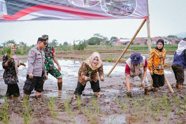 Tanam Padi Serentak, Wabup Banyumas Turun Langsung ke Sawah