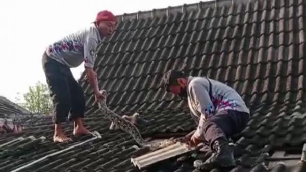 Dramatis, Petugas Evakuasi Ular Piton di Atas Atap Rumah Warga di Tuban