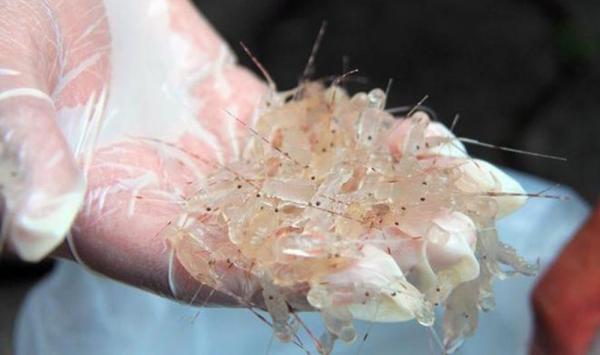 Menuju Sejarah Baru, Pebitalekara Grup dan Balad Group Coba Pemijahan Lobster Pertama di Dunia