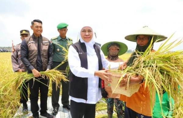 Jatim Sumbang 25% Laju Tanam Padi Nasional, Gubernur Tegaskan Komitmen wujudkan Ketahanan Pangan