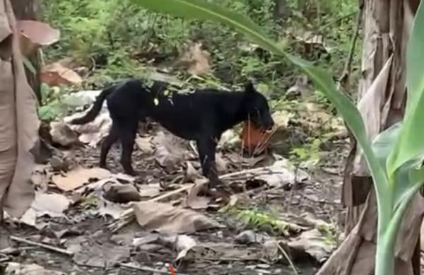 Viral Video Anjing Misterius Berkeliaran Bikin Resah Warga Ponorogo