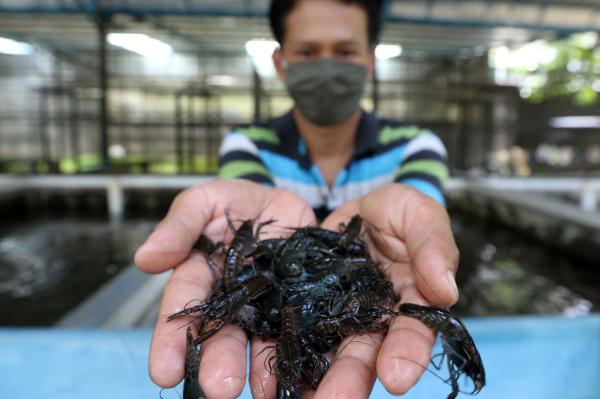 Balad Grup dan Mitra Targetkan Pemijahan Satu Miliar Nauplisoma Lobster