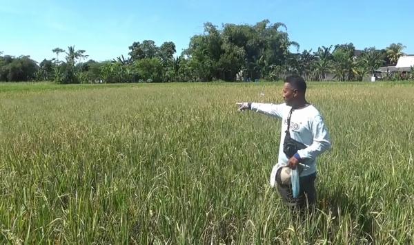 14 Ribu Hektare Sawah di Lumajang Rusak Diserang Hama Tikus