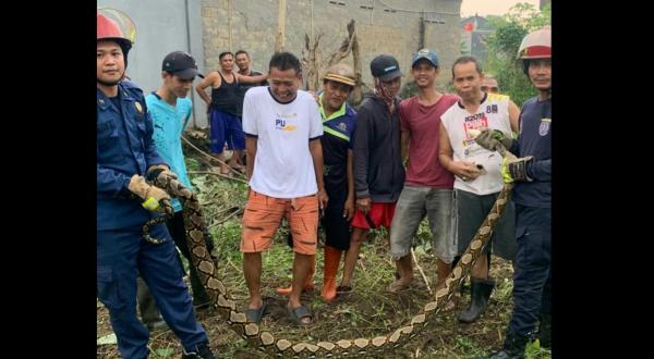 Ular Sanca Tersesat di Permukiman, Warga Depok Dibuat Tak Bisa Tidur