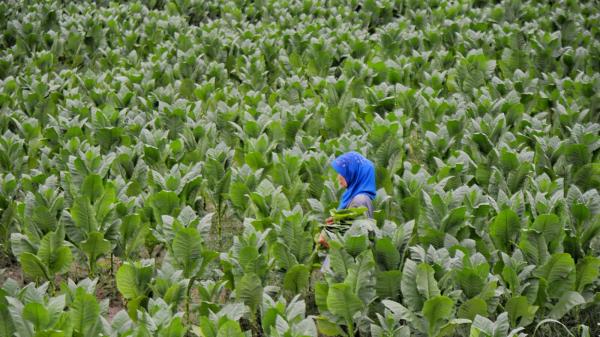 Foto-Foto Panen Perdana Tembakau Deli di Tanah Legendaris