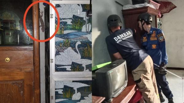 Tokek Bersarang di WC, Warga Cipedes Panik Akhirnya Hubungi Damkar Kota Tasikmalaya