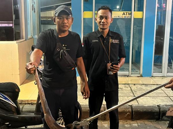 Ular Kobra Sepanjang 2 Meter Gegerkan Rumah Sakit Siti Fatimah Sidoarjo