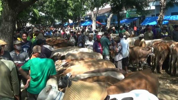 Jelang Iduladha, Ketersediaan Hewan Kurban di Bojonegoro Capai 55 Ribu Lebih