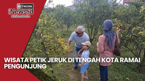 Wisata Petik Jeruk di Tengah Kota Ramai Pengunjung